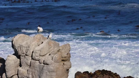 Dramatic Seagull Against Ocean Waves and Wind Stock Footage 310951195