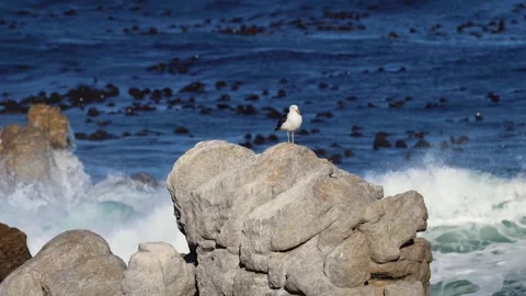 Dramatic Seagull Against Ocean Waves and Wind Stock Footage 310951240