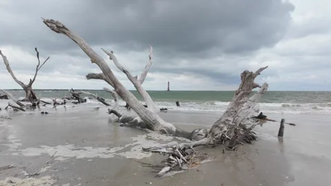 Dramatic seascape of Charleston beach with dead trees and storm clouds Stock Footage 318232697