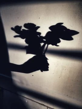 Dramatic shadow of hand holding cyclamen bouquet on textured wall, artistic silh Foto stock