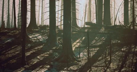 Dramatic shadows cast by charred trees in a forest after a wildfire Stock Illustration