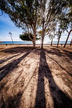 Dramatic Shadows Under Twin Eucalyptus Trees Stock Photos
