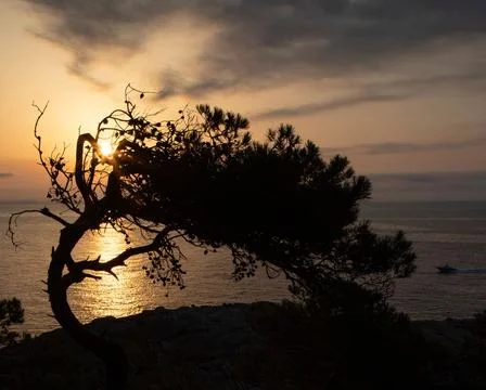 Dramatic shot of the silhouette of a curved tree on the background of the settin Stock Photos