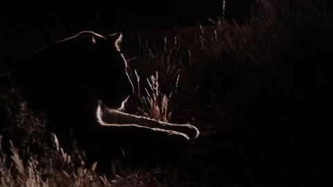 Dramatic side light reveals Bengal Tiger in dark night blackness Stock Footage 158903773