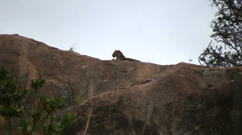 Dramatic Silhouette of African Leopard on Rocky Cliff at Sunset Stock Footage 891789