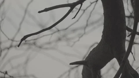 Dramatic Silhouette of Dry Tree Branch Against Moody Sky S-Log3 Stock Footage 313092859