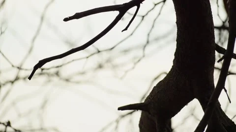 Dramatic Silhouette of Dry Tree Branch Against Moody Sky Video stock 313092866