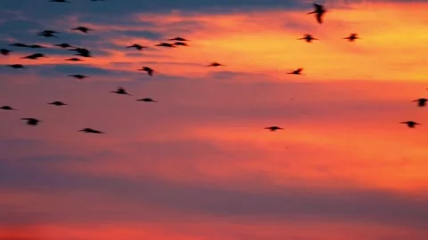 Dramatic Silhouette of Flock of Birds Flying at Sunset or Sunrise Sky Stock Footage 321045505