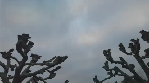 Dramatic silhouettes of heavily pruned trees stretch into a cloudy dusk sky in Stock Footage 330616048