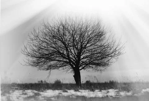Dramatic single lone tree vignette background Stock Photos