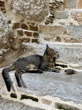 Dramatic situation: two cats and a small chick Foto stock