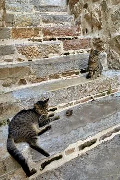 Dramatic situation: two cats and a small chick 스톡 사진