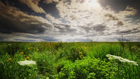 Dramatic sky above a prairie of rich green prairie grass with Oxeye sunflowers. Stock Footage 200280892