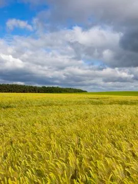 Dramatic sky and barley Stock Photos