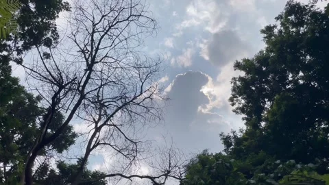 Dramatic Sky and Sunbeams Through Forest Trees Time Lapse Stock Footage 344806383
