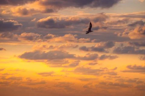 Dramatic sky cloud and bird. Flying seagulls over the sea on sunrise Stock Photos