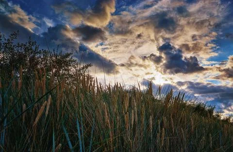 Dramatic sky with clouds and sunshine over beach grass. Stock Photos