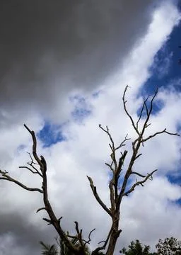 Dramatic Sky with Dark Clouds and Bare Tree Branches Foto stock