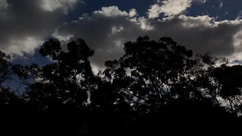 Dramatic sky with Eucalyptus trees in silhouette Stock Footage 340551028