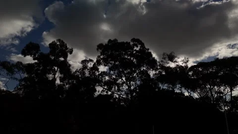 Dramatic sky with Eucalyptus trees in silhouette Stock Footage 340551232