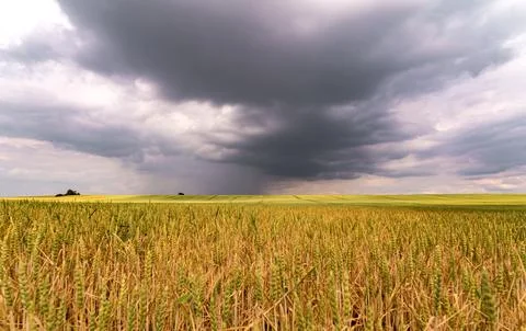 A dramatic sky hangs over a mature wheat field, signaling its readiness for h Stock Photos