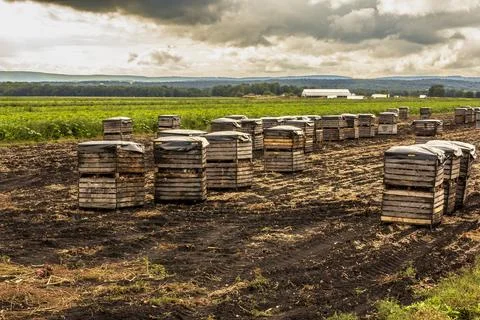 A dramatic sky looms over a Black Dirt farm in Pine Island Stock Photos