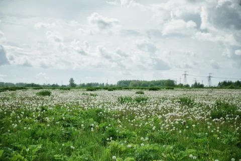 Dramatic sky over dandelion fields Stock Photos
