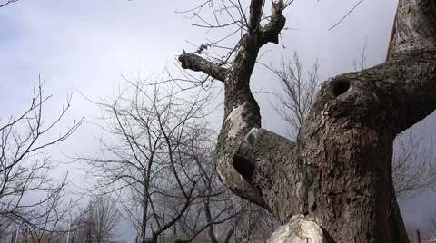 Dramatic Sky Over Old Lonely Tree.. 4K UltraHD, UHD Vídeos de archivo 49136076
