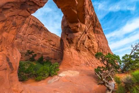Dramatic sky over pine tree arch Stock Photos
