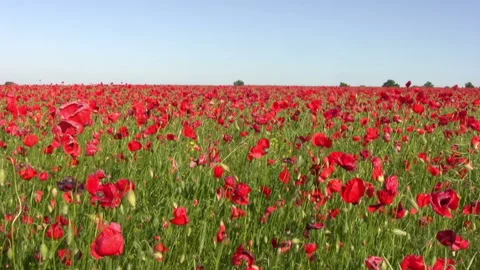 Dramatic sky over the poppy fields Видео 106455310