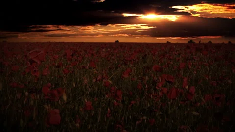 Dramatic sky over the poppy fields 動画素材 106455334