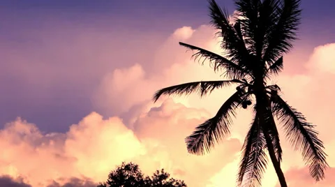 Dramatic sky with palm in the sunset time. Video Stock Footage 39732720