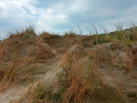 Dramatic sky, plants grow on sand. Cloudy sky over dry plants. Stock Photos