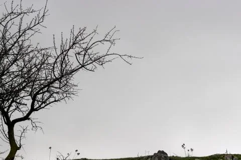A Dramatic Sky Scene and a Tree Stock Photos