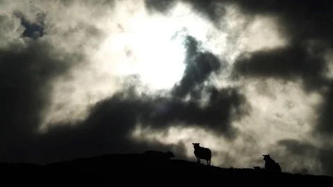 Dramatic sky. with sheeps. 4K Stock Footage 77972999