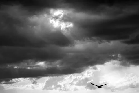 Dramatic sky with sun rays breaking through clouds, bird silhouette flying .. Stock Photos