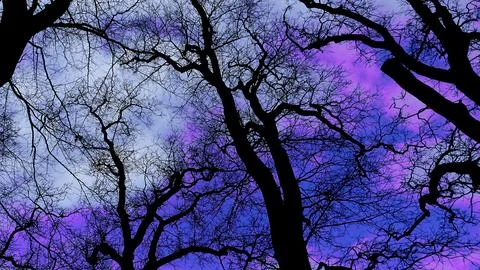 Dramatic sky with tree tops Stock Photos