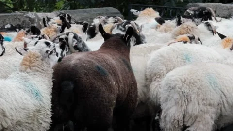 Dramatic Slo-Mo Sheep Herding Stock Footage 182979523
