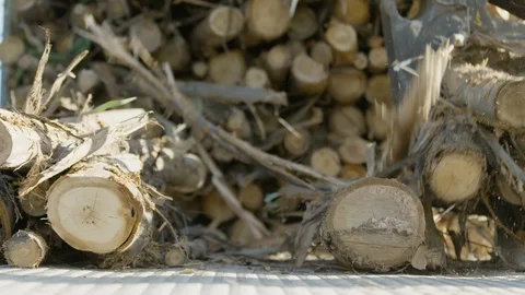 Dramatic slow pan as claw drops tree logs on truck trailer, close-up, 60fps Vídeos de archivo 123488410