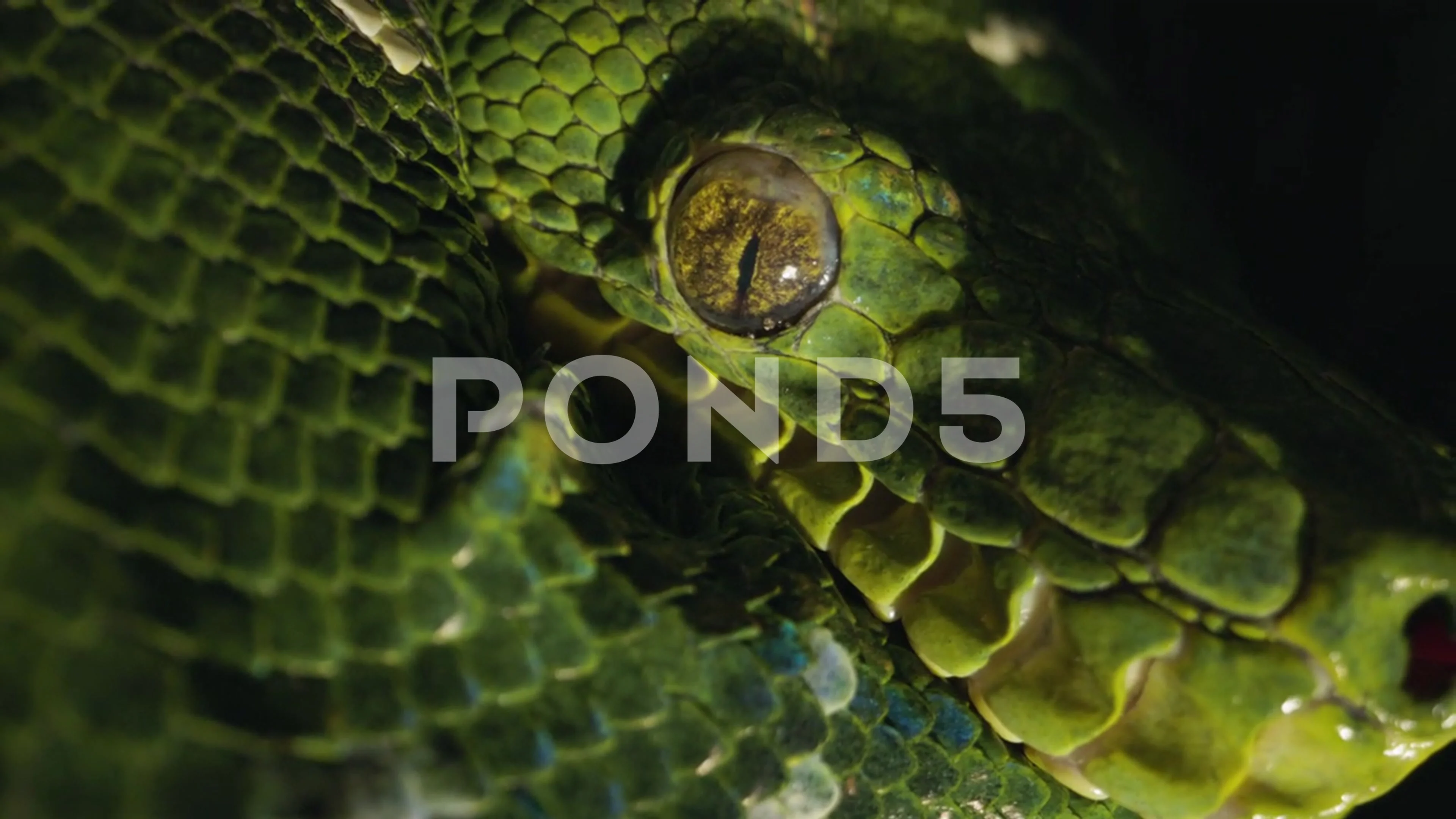 Dramatic snake eye close up emerald tree, Stock Video