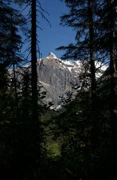 Dramatic Snowcapped Mountain Peak Framed by Silhouette Pine Trees Stock Photos