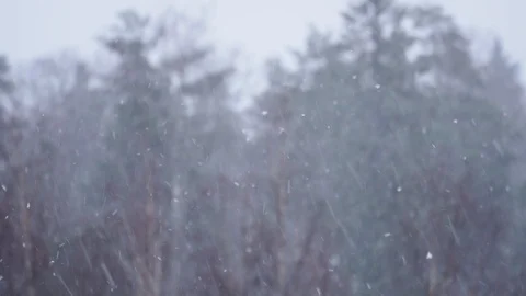 Dramatic snowfall with oak tree Stock Footage 125983064