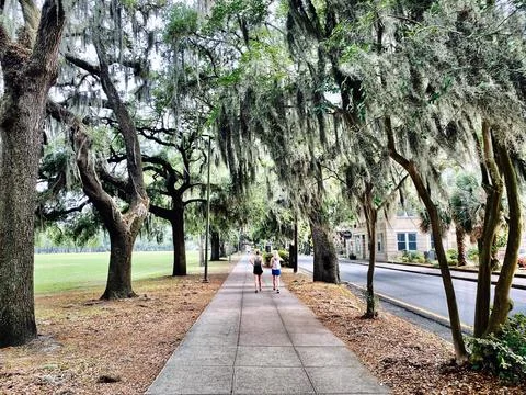 Dramatic Spanish Moss Envelops Sidewalk Stock Photos