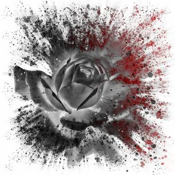 Dramatic splash effect single black rose floral digital art with red highlights Stock-Illustration