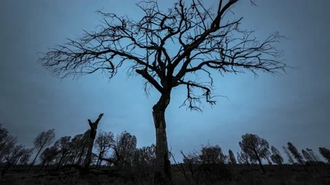 Dramatic spooky timelapse of a dead tree against clouds in Central Australia 8k Stock Footage 130760245