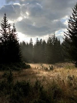 Dramatic spruce and pine trees in the morning sun Stock Photos