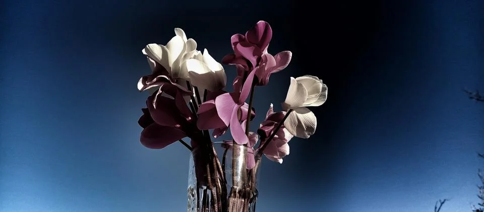 Dramatic still life  Foto stock