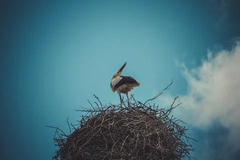Dramatic Stork Nest: Tree Branches Against Blue Sky Stock Photos