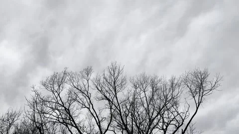 Dramatic Storm Clouds Above Bare Tree Silhouettes Видео 344779374