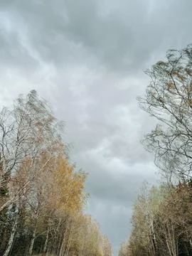 Dramatic Storm Clouds Above Forest Road with Tall Trees Stock Photos